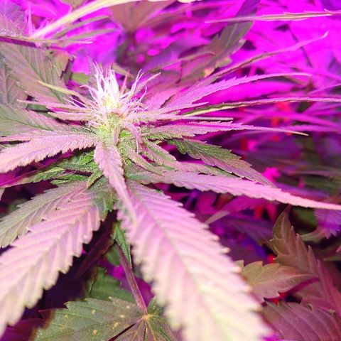 Harlequin #2 growlog timeline photo