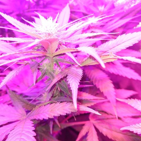 Harlequin #2 growlog timeline photo