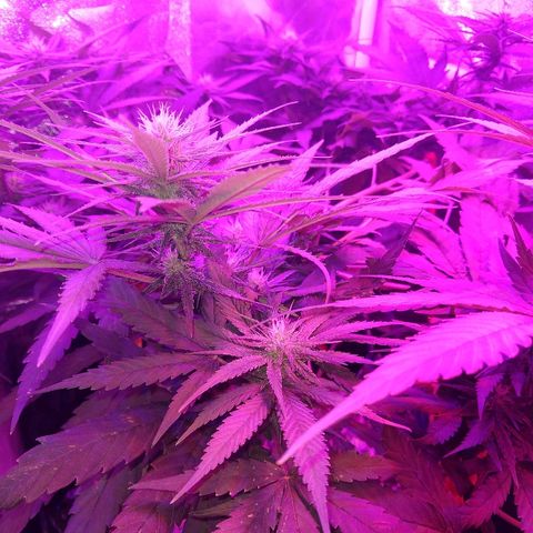 Harlequin #2 growlog timeline photo