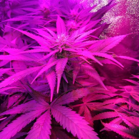 Harlequin #2 growlog timeline photo