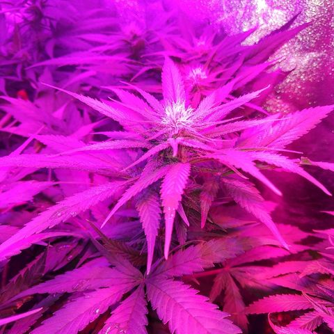 Harlequin #2 growlog timeline photo