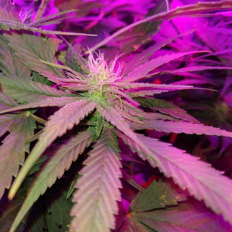 Harlequin #2 growlog timeline photo
