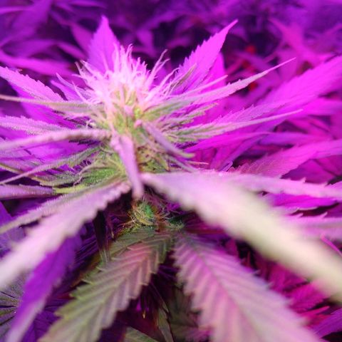 Harlequin #2 growlog timeline photo
