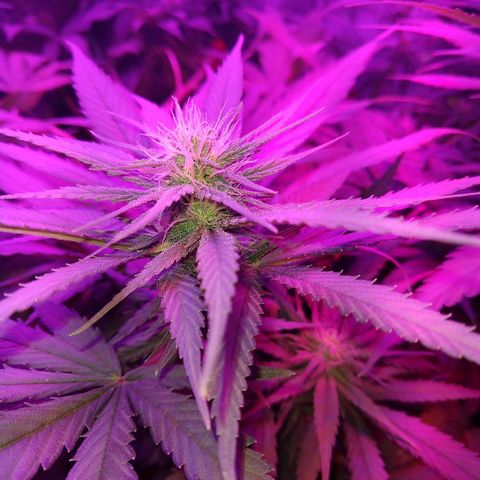 Harlequin #2 growlog timeline photo
