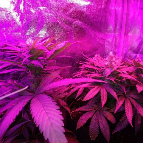 Harlequin #2 growlog timeline photo