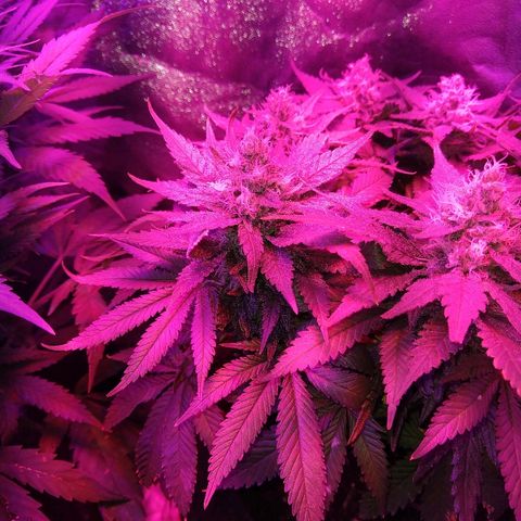 Harlequin #2 growlog timeline photo