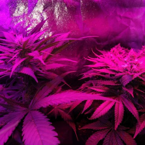 Harlequin #2 growlog timeline photo
