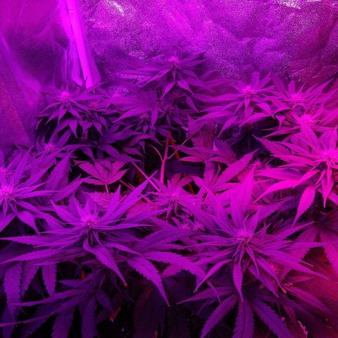 Harlequin #2 growlog timeline photo