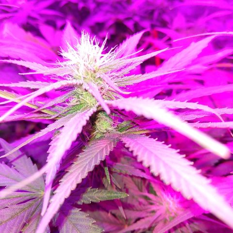 Harlequin #2 growlog timeline photo