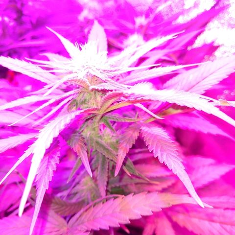 Harlequin #2 growlog timeline photo