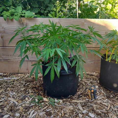 Cannatonic growlog timeline photo