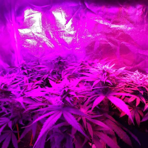 Harlequin #2 growlog timeline photo