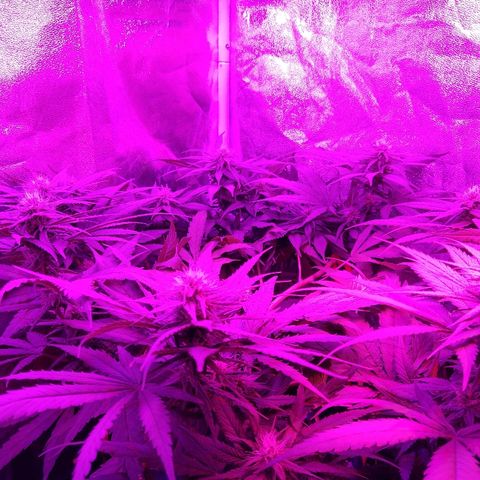 Harlequin #2 growlog timeline photo