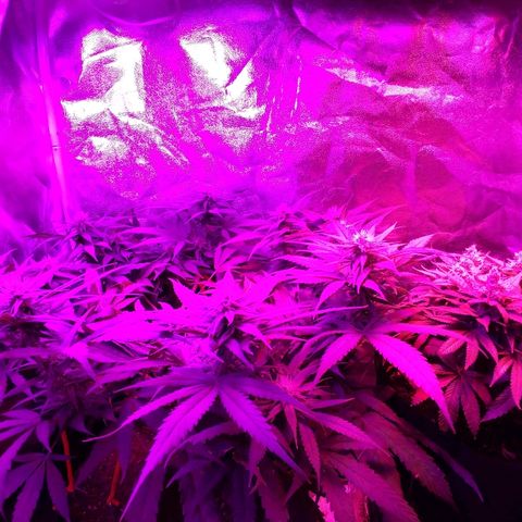 Harlequin #2 growlog timeline photo