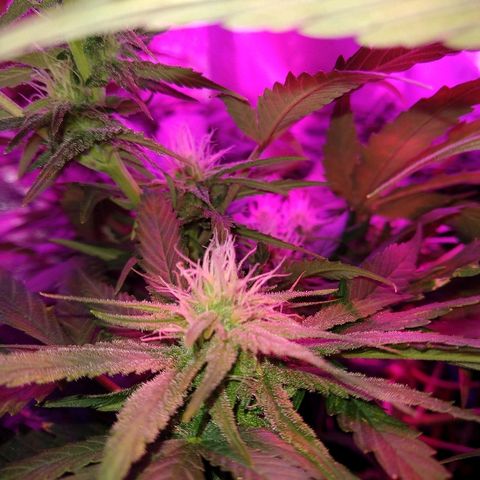 Harlequin #2 growlog timeline photo