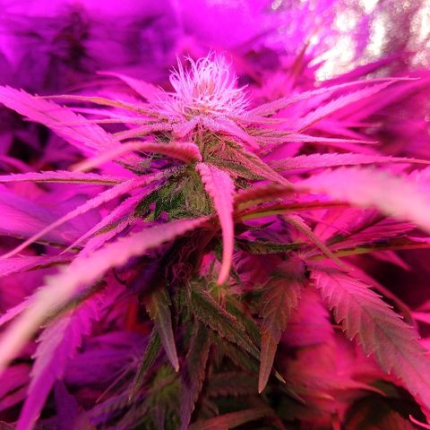 Harlequin #2 growlog timeline photo