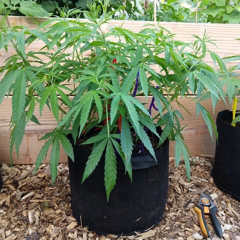 Cannatonic growlog timeline photo