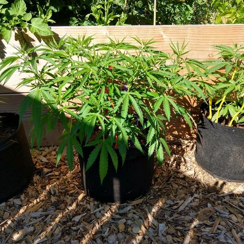Cannatonic growlog timeline photo