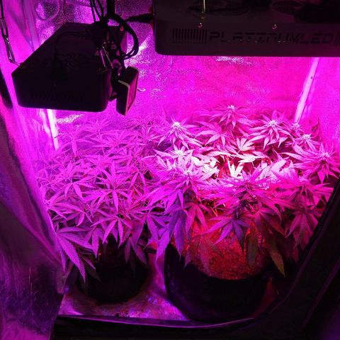Cannatonic growlog timeline photo