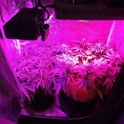 Cannatonic growlog timeline photo