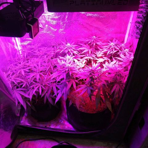 Cannatonic growlog timeline photo