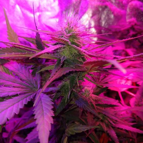Harlequin #2 growlog timeline photo