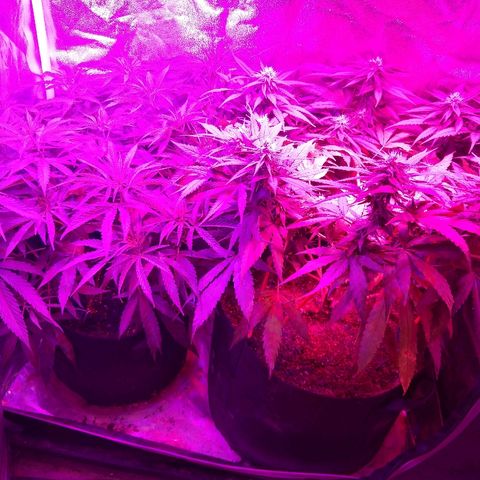 Cannatonic growlog timeline photo