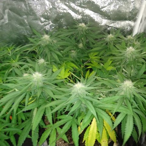 Harlequin #2 growlog timeline photo