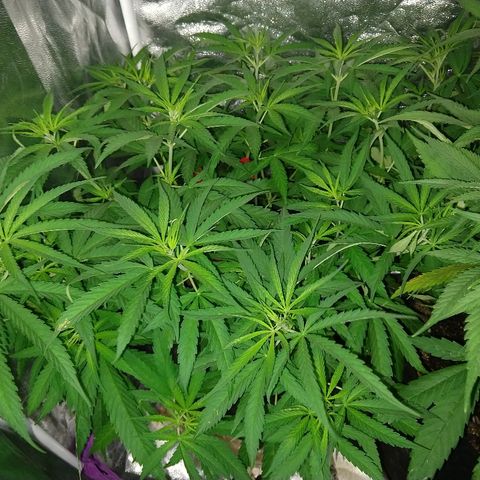 Cannatonic growlog timeline photo