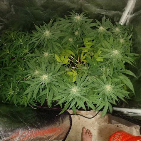 Cannatonic growlog timeline photo
