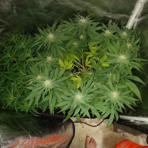Cannatonic growlog timeline photo