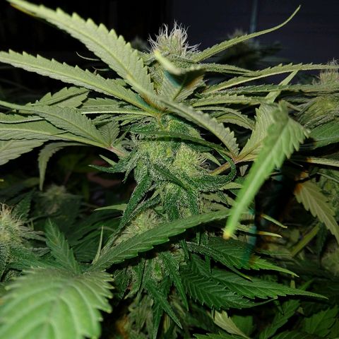 Harlequin #2 growlog timeline photo
