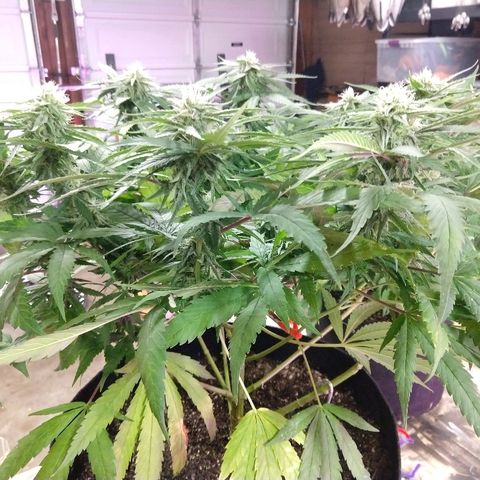 Harlequin #2 growlog timeline photo