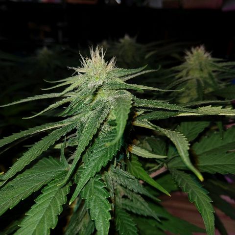 Harlequin #2 growlog timeline photo