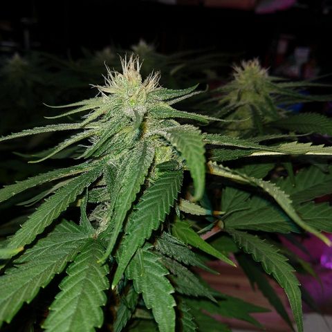 Harlequin #2 growlog timeline photo