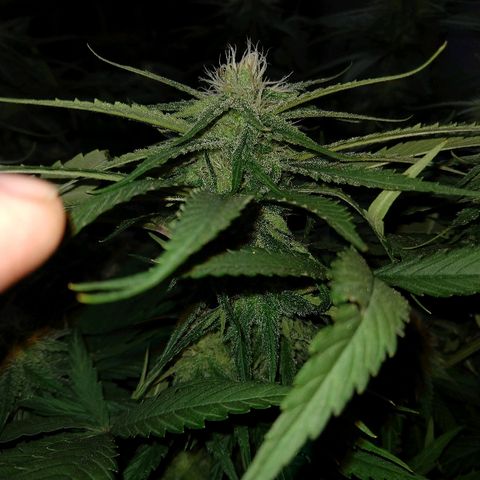 Harlequin #2 growlog timeline photo