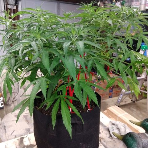 Cannatonic growlog timeline photo