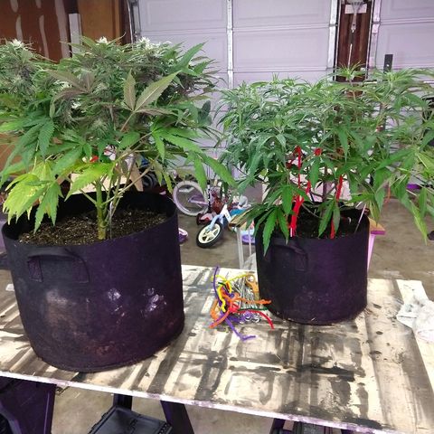 Cannatonic growlog timeline photo
