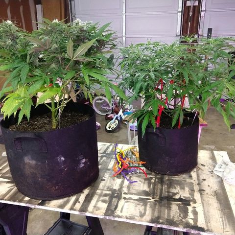 Cannatonic growlog timeline photo