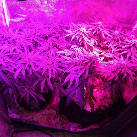 Cannatonic growlog timeline photo