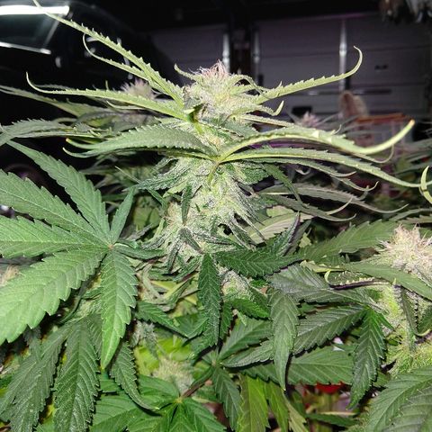 Harlequin #2 growlog timeline photo