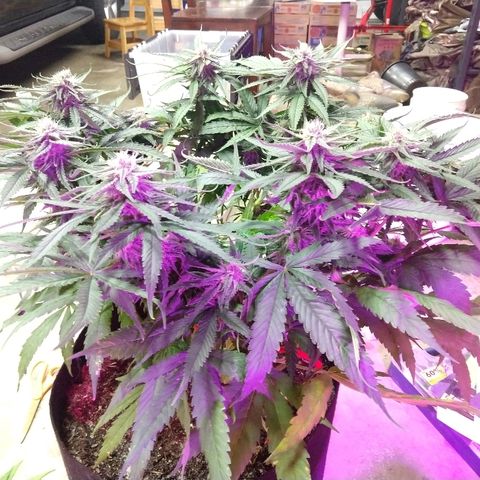 Harlequin #2 growlog timeline photo