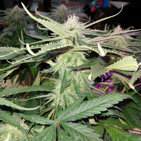 Harlequin #2 growlog timeline photo