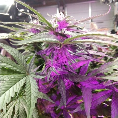 Harlequin #2 growlog timeline photo