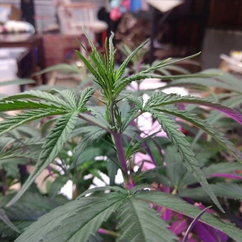 Cannatonic growlog timeline photo