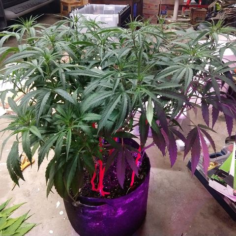 Cannatonic growlog timeline photo