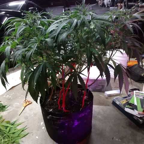 Cannatonic growlog timeline photo