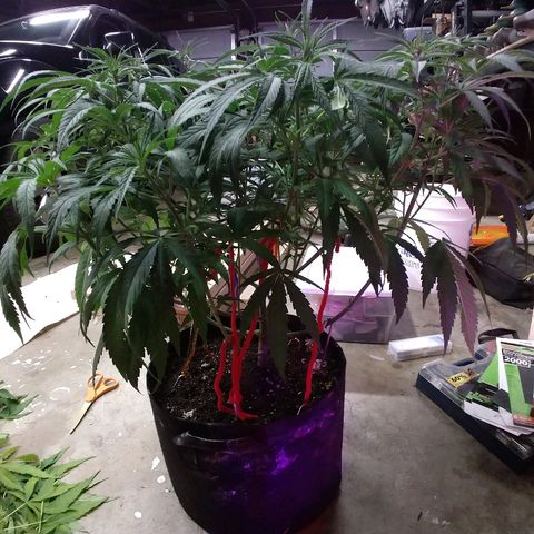 Cannatonic growlog timeline photo