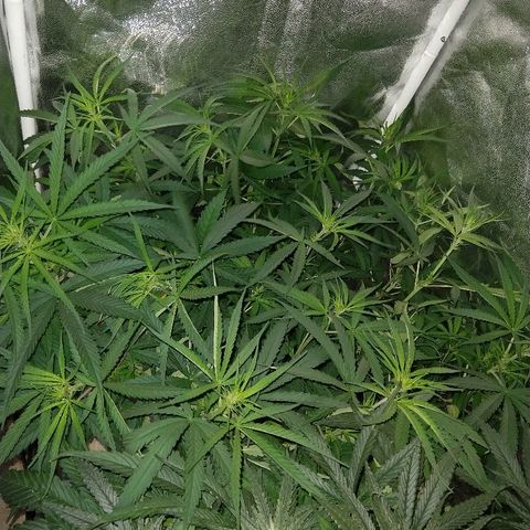 Cannatonic growlog timeline photo