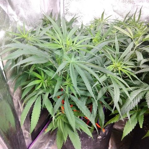 Cannatonic growlog timeline photo